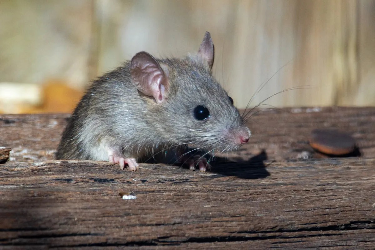 Bruine rat tussen het stro