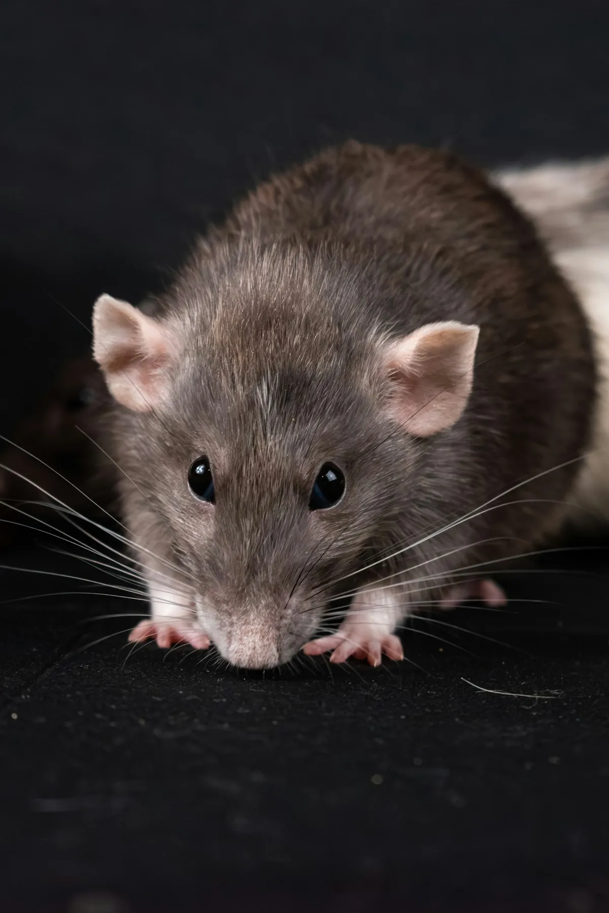 Bruine rat van dichtbij
