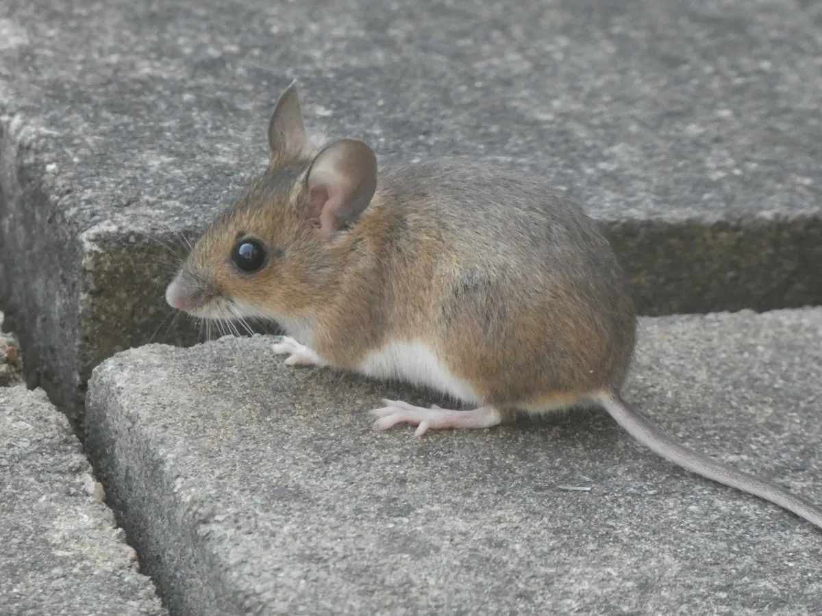 Muis op een houten vloer