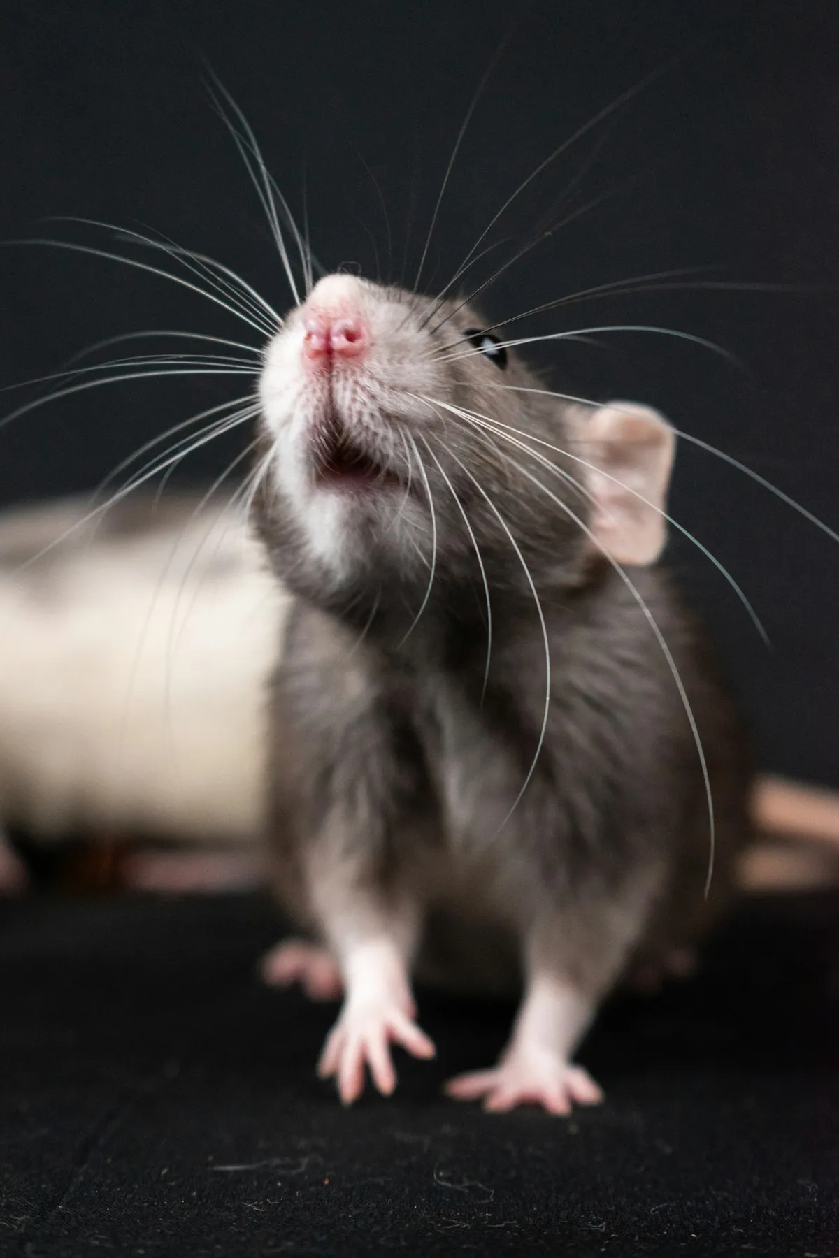 Rat in de schaduw langs een muur